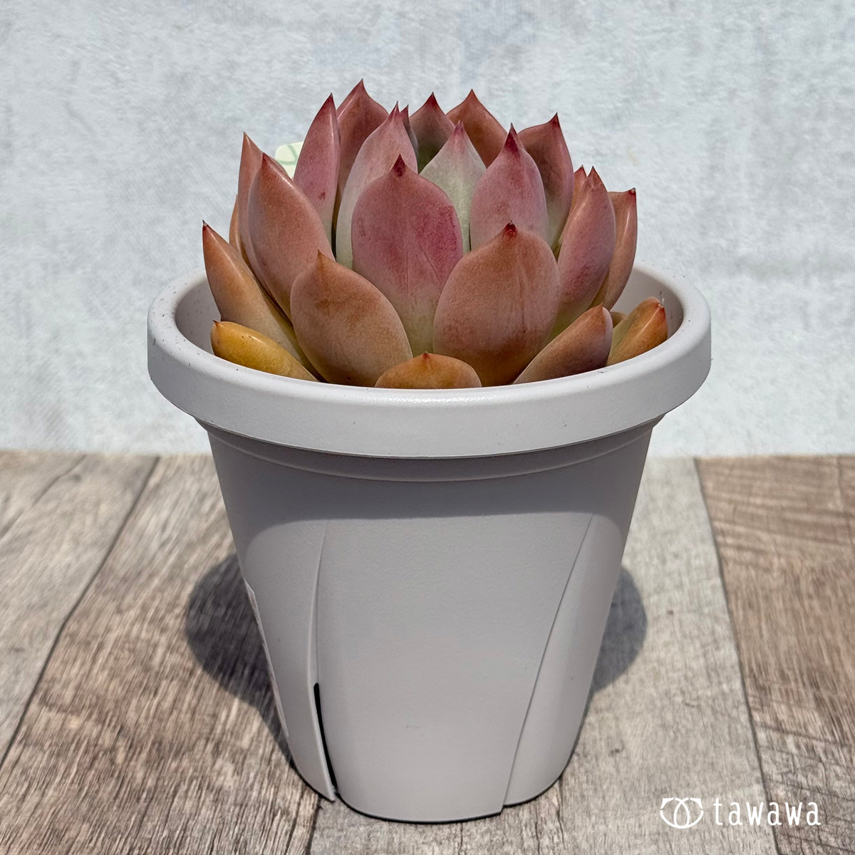 Dark Ice [Tawawa House Seedlings] (9cm pot)
