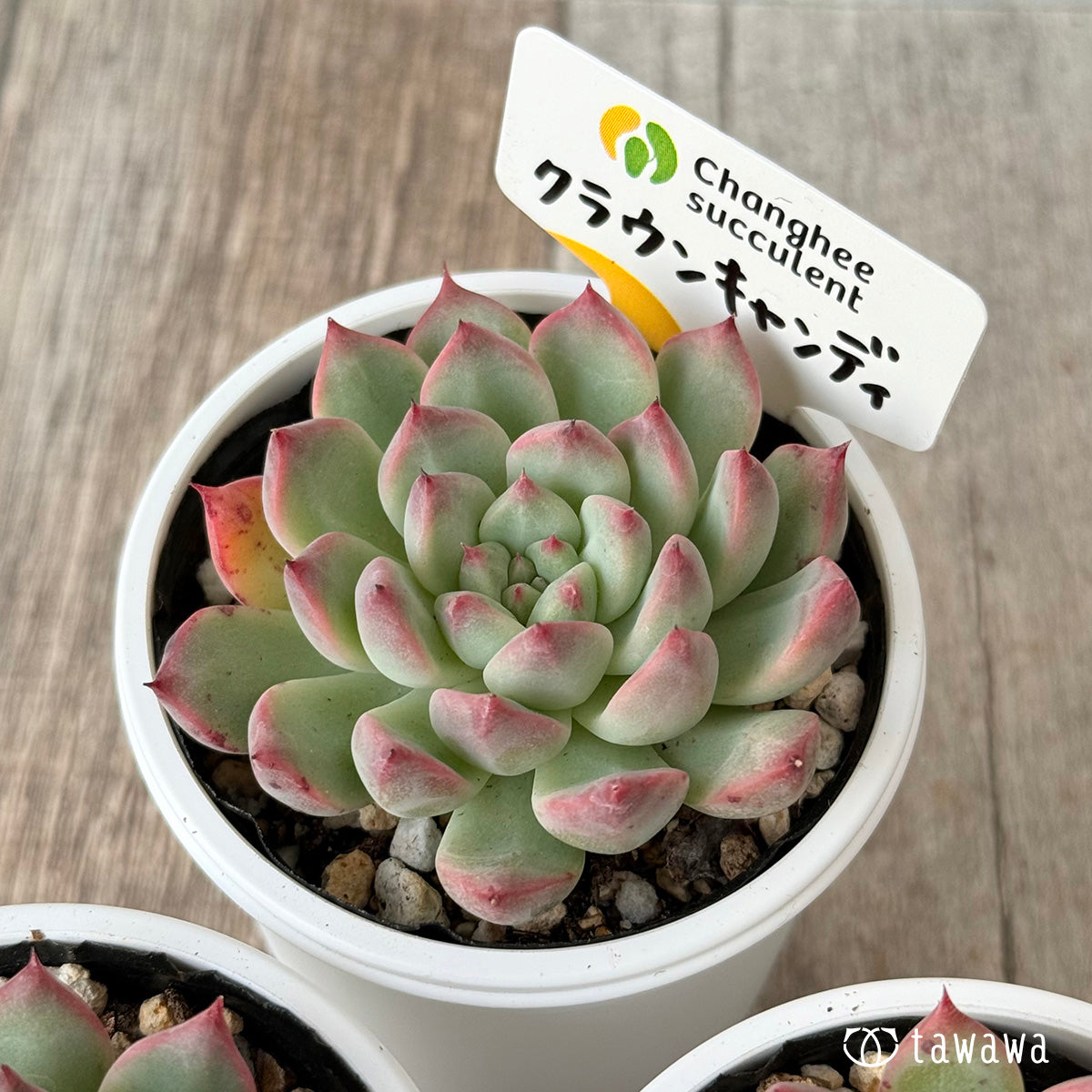 3.【販売中】在庫のある苗（カット苗＆土付きtawawaハウス苗） – 多肉