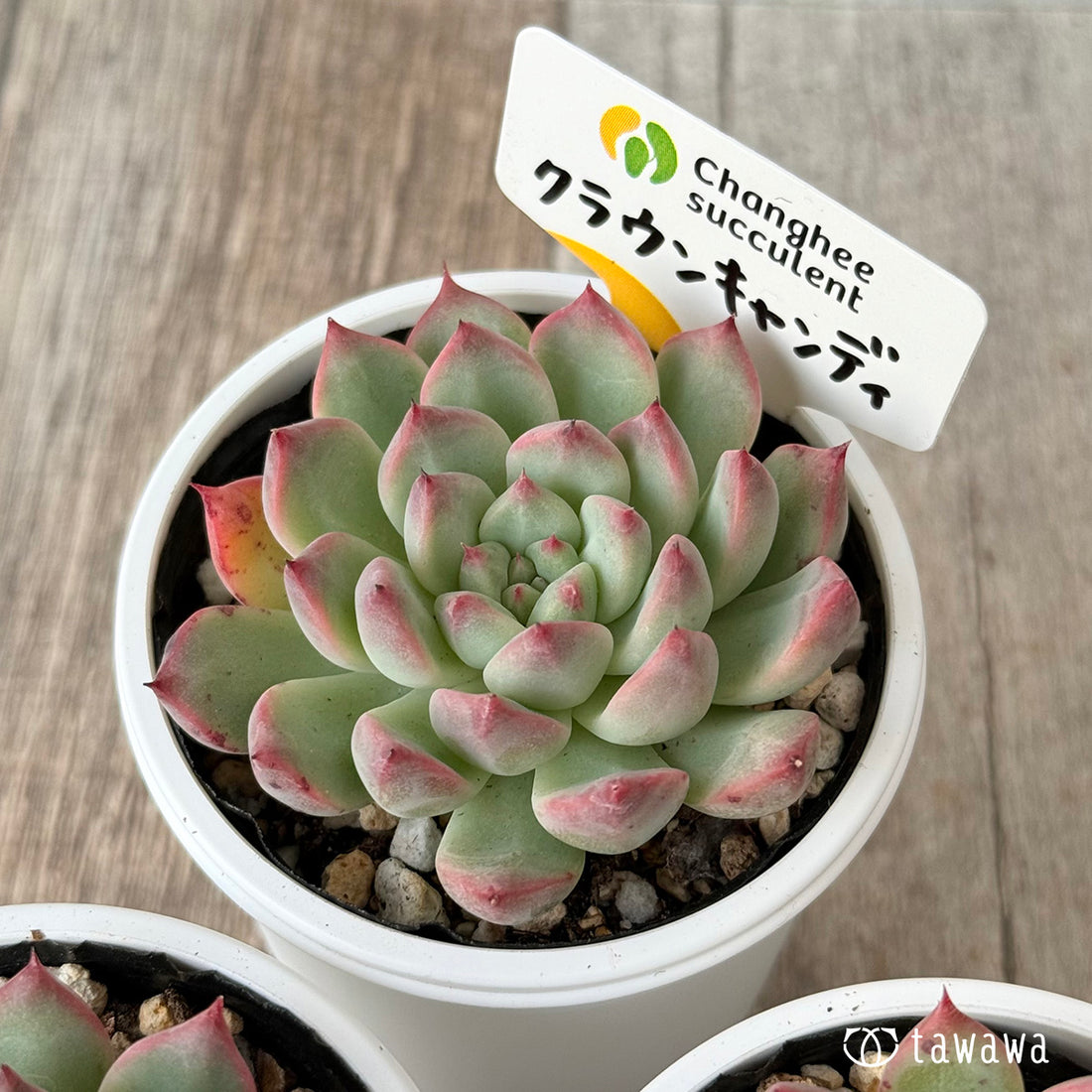 New Arrivals: Ice Green