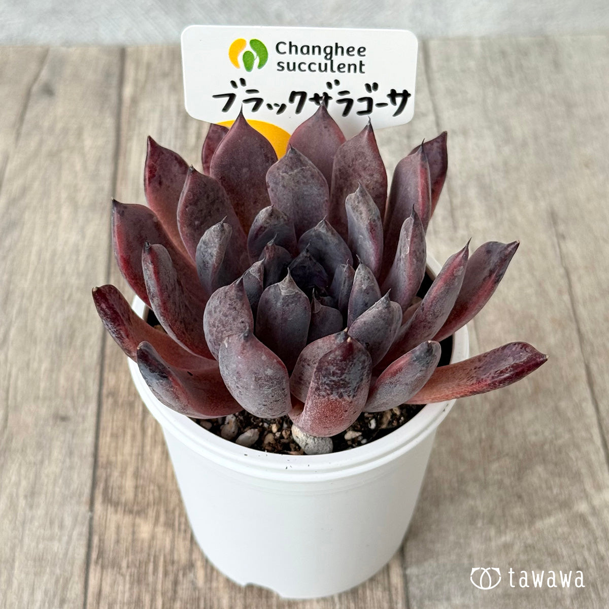 ブラックザラゴーサ（チャンヒー農園）【tawawaハウス苗】