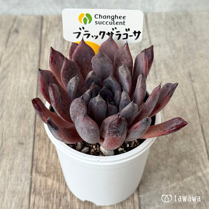 ブラックザラゴーサ（チャンヒー農園）【tawawaハウス苗】