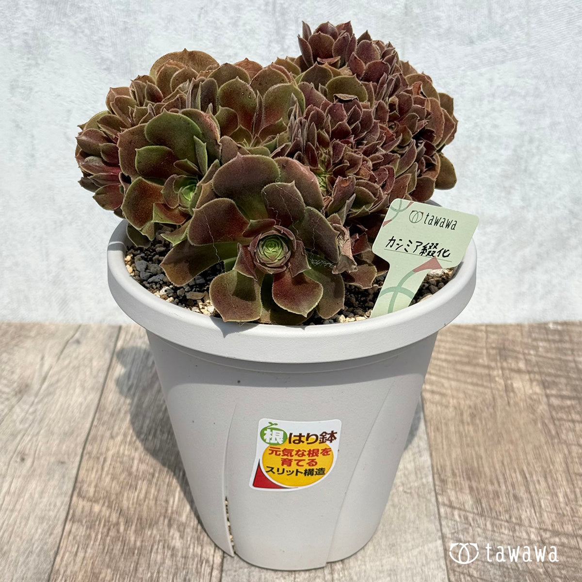CASHMERE Cristata [tawawa House Seedling] (5-inch pot seedling)