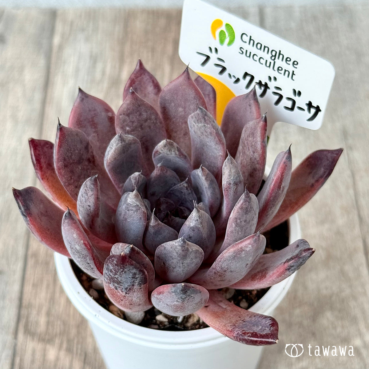 ブラックザラゴーサ（チャンヒー農園）【tawawaハウス苗】