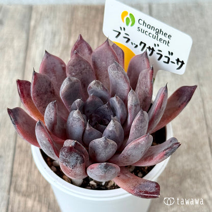 ブラックザラゴーサ（チャンヒー農園）【tawawaハウス苗】