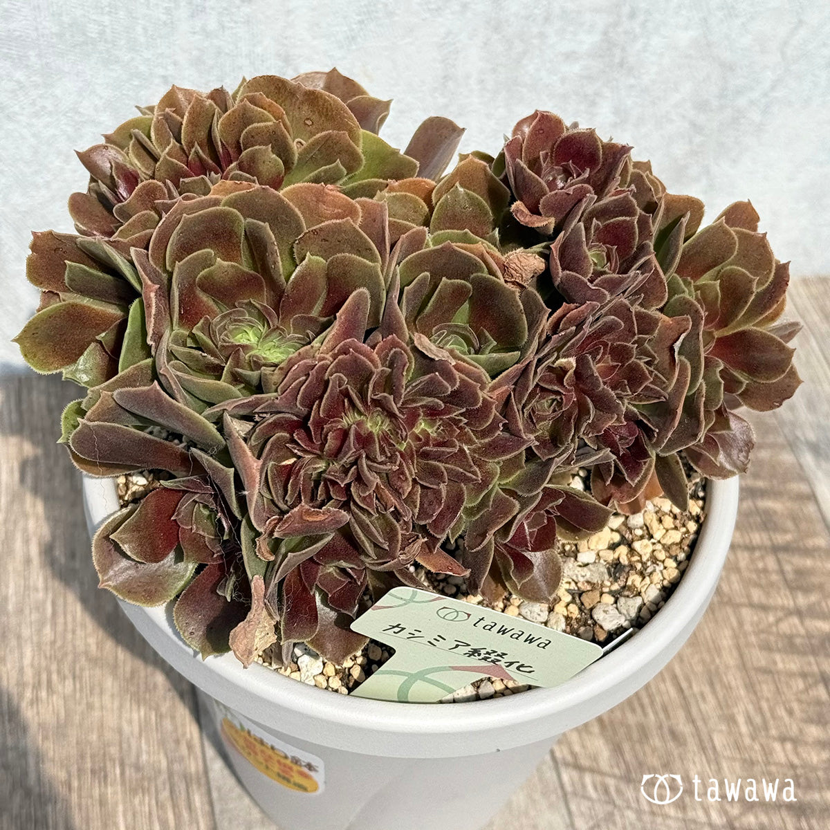 CASHMERE Cristata [tawawa House Seedling] (5-inch pot seedling)