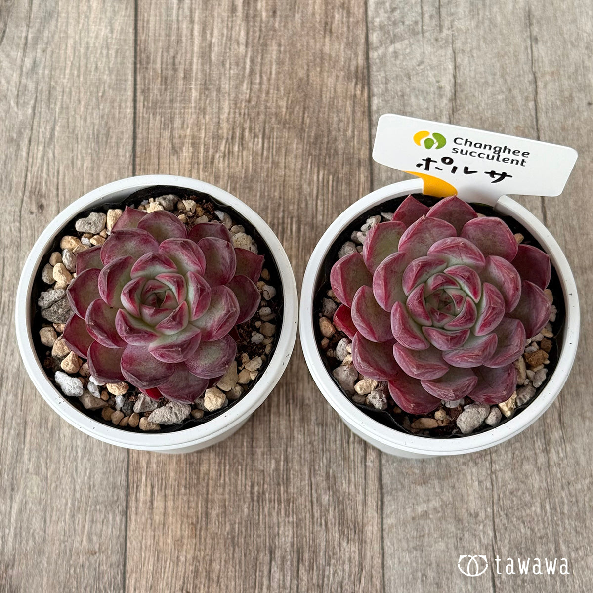 ＊新発売＊　ポルサ（チャンヒー農園）【tawawaハウス苗】