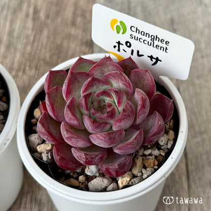 ＊新発売＊　ポルサ（チャンヒー農園）【tawawaハウス苗】