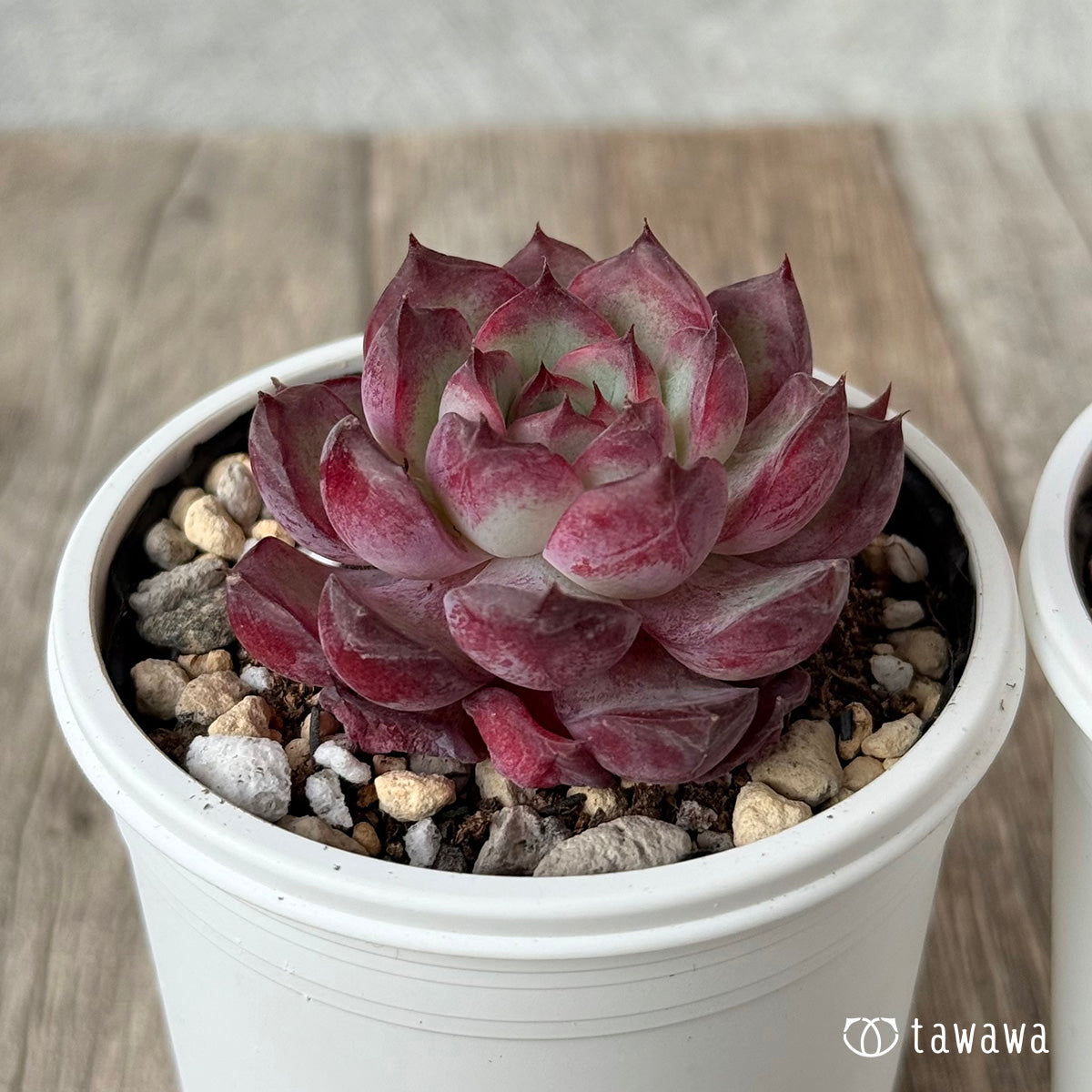 ＊新発売＊　ポルサ（チャンヒー農園）【tawawaハウス苗】