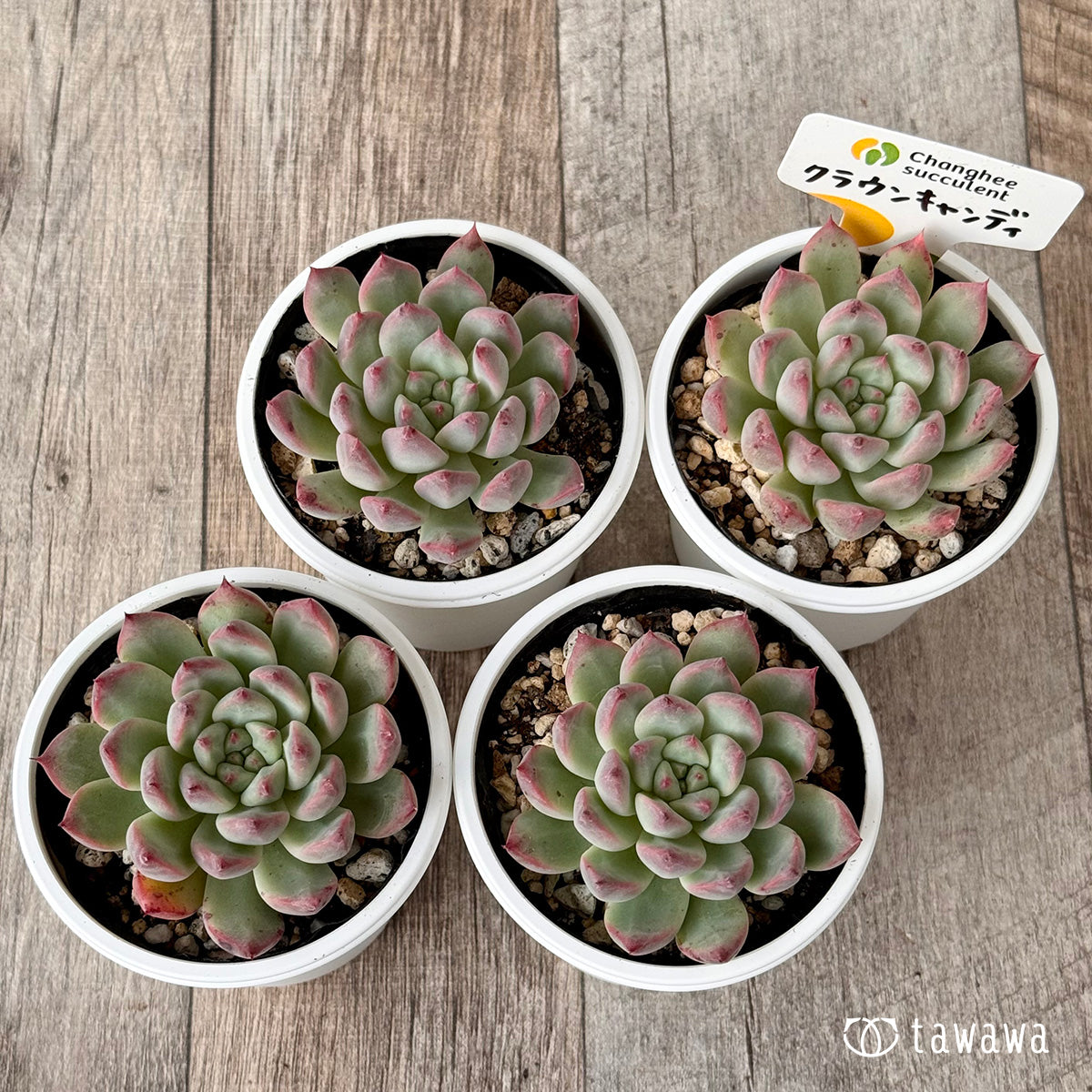 New Arrivals: Ice Green