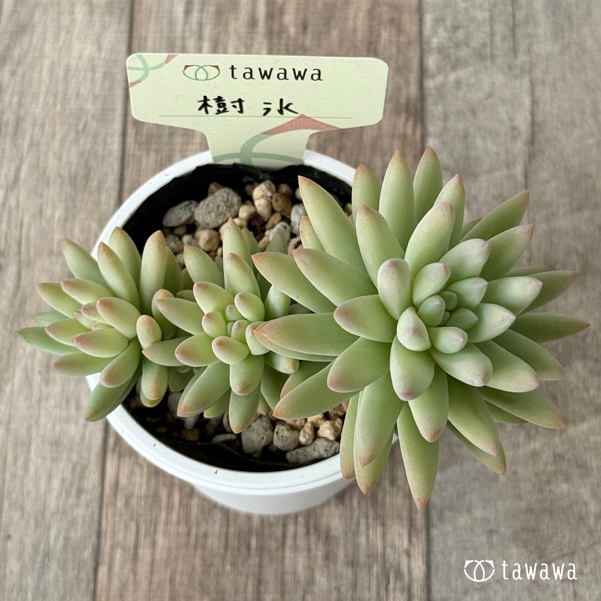 樹氷【tawawaハウス苗】