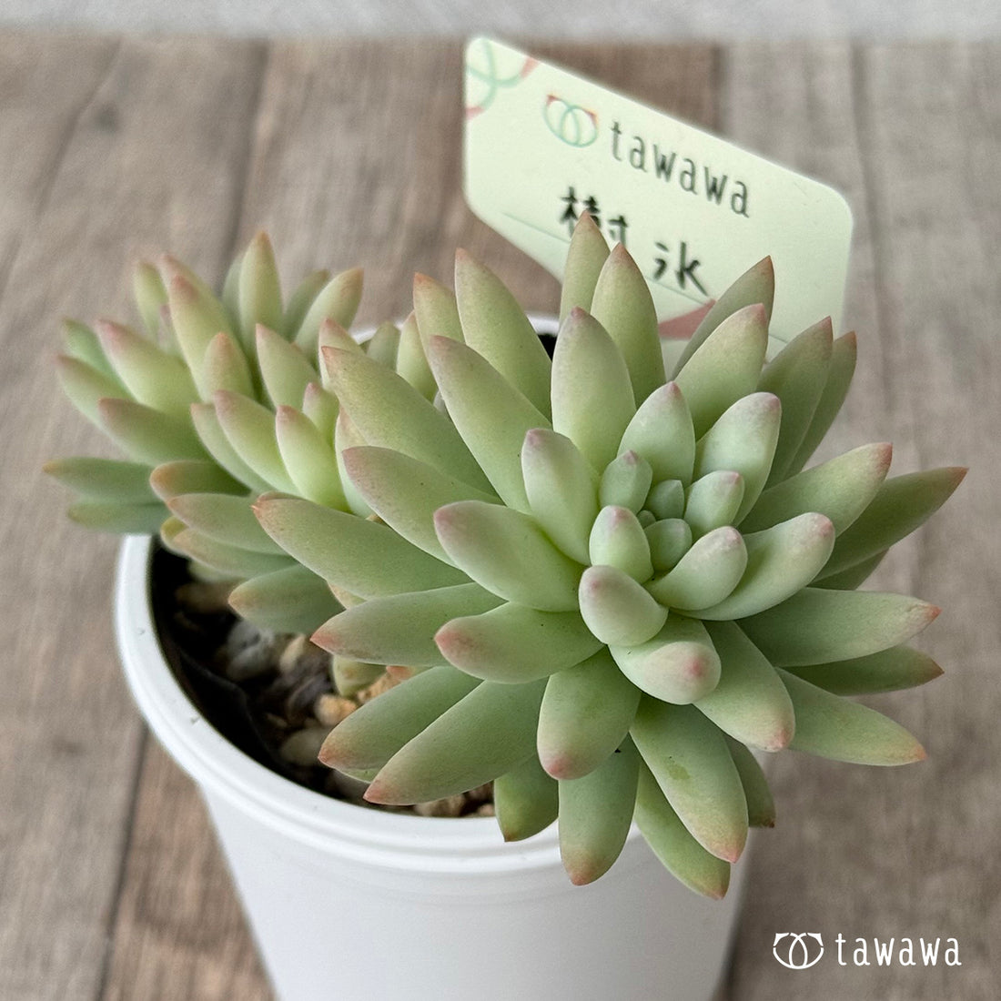 dance performance held in April by geisha and maiko in Kyoto&