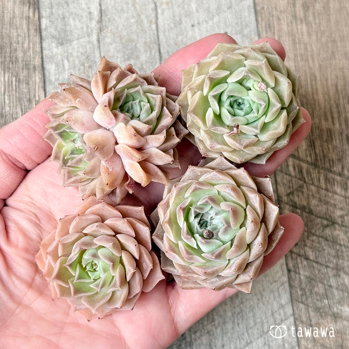 ＊新入荷＊　ハートリナ（チャンヒー農園苗）