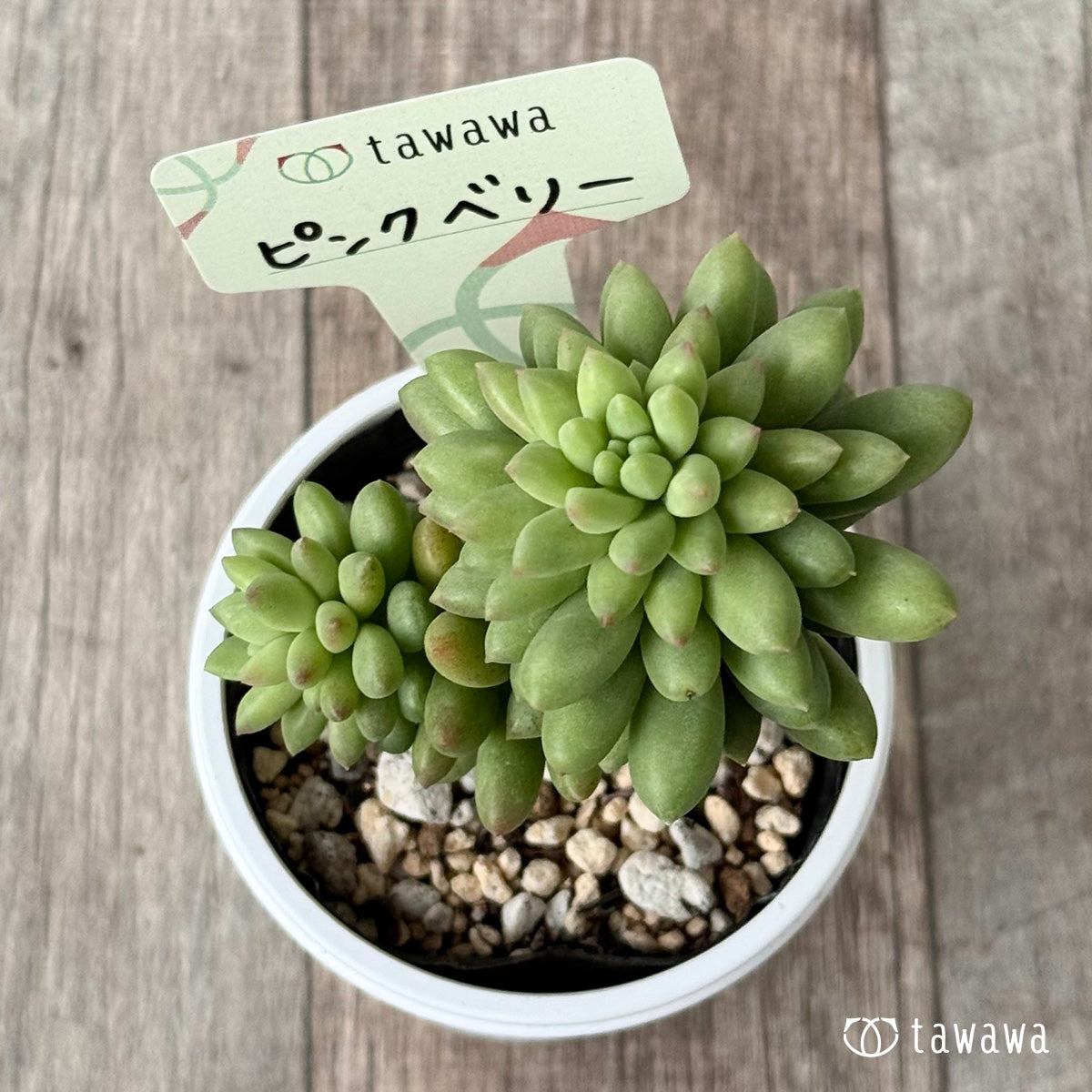 ＊新発売＊　ピンクベリー【tawawaハウス苗】