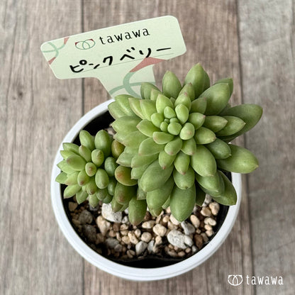 ＊新発売＊　ピンクベリー【tawawaハウス苗】