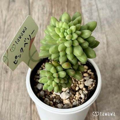 ＊新発売＊　ピンクベリー【tawawaハウス苗】