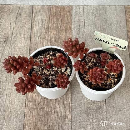 ＊新発売＊　ホワイトストーンクロップ【tawawaハウス苗】