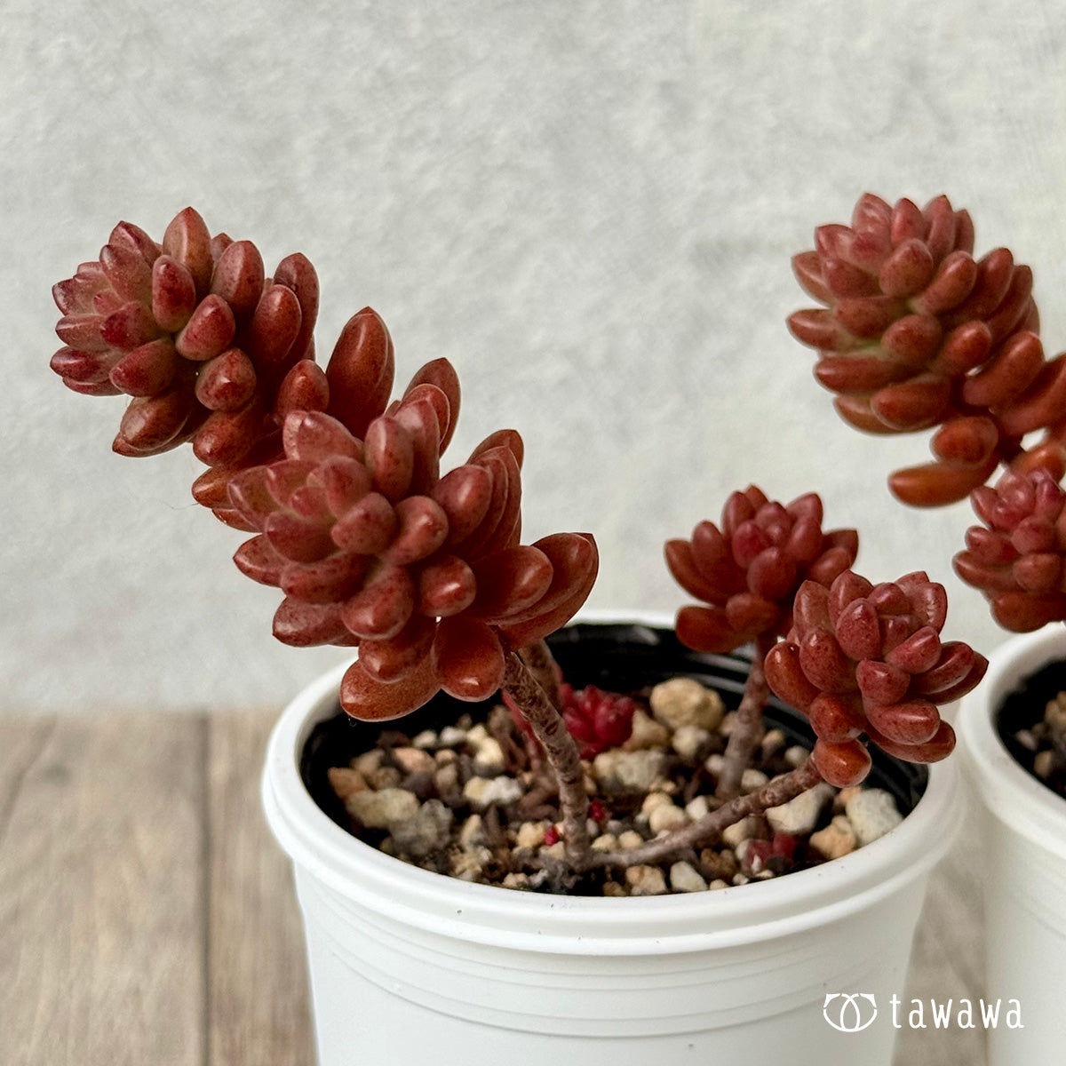 ＊新発売＊　ホワイトストーンクロップ【tawawaハウス苗】