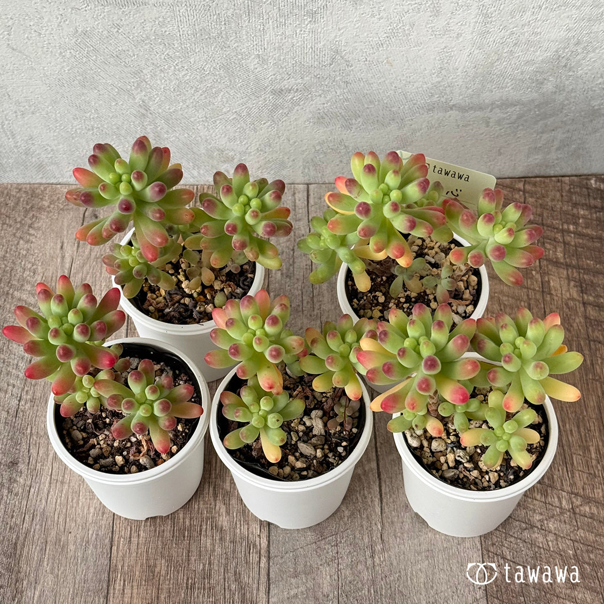 ＊新発売＊　乙女心【tawawaハウス苗】