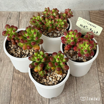 ルビーティント《小》【tawawaハウス苗】