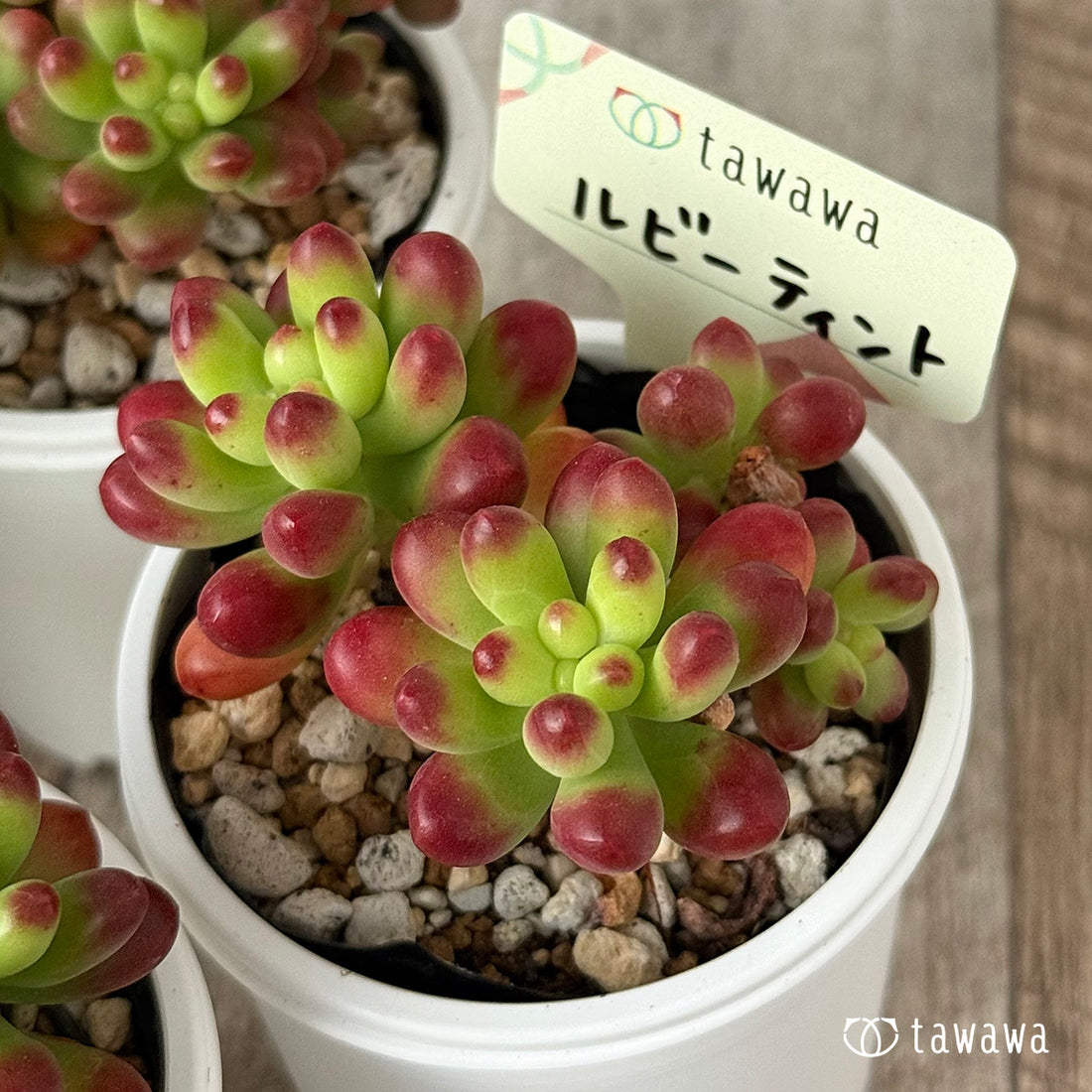 ＊新発売＊　ルビーティント《小》【tawawaハウス苗】