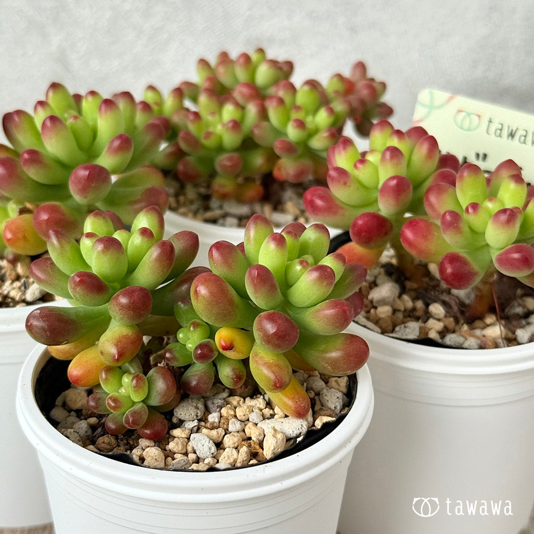 ＊新発売＊　ルビーティント《小》【tawawaハウス苗】