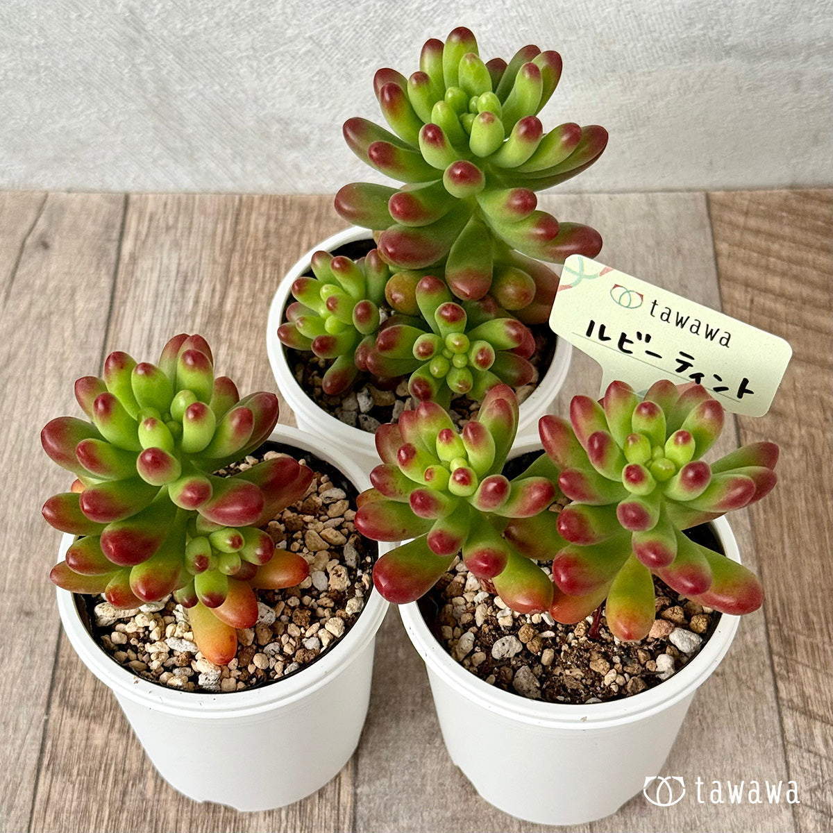 Ruby Tint (Large) [Tawawa House Seedling]