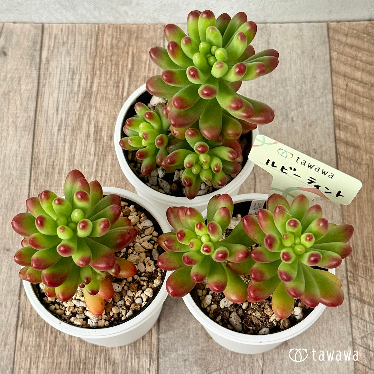 ルビーティント　多肉 ルビーティント《大》【tawawaハウス苗】 – 多肉植物の通販・販売