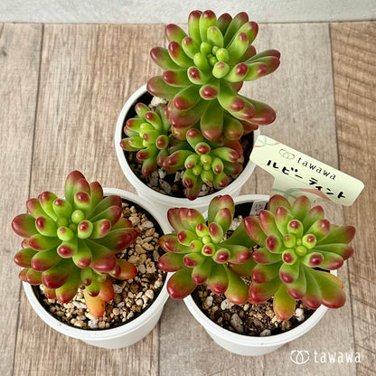 ＊新発売＊　ルビーティント《大》【tawawaハウス苗】