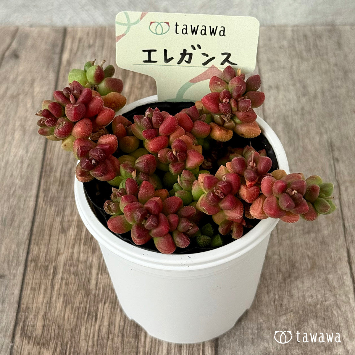 エレガンス【tawawaハウス苗】