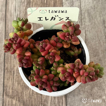 ＊新発売＊　エレガンス【tawawaハウス苗】