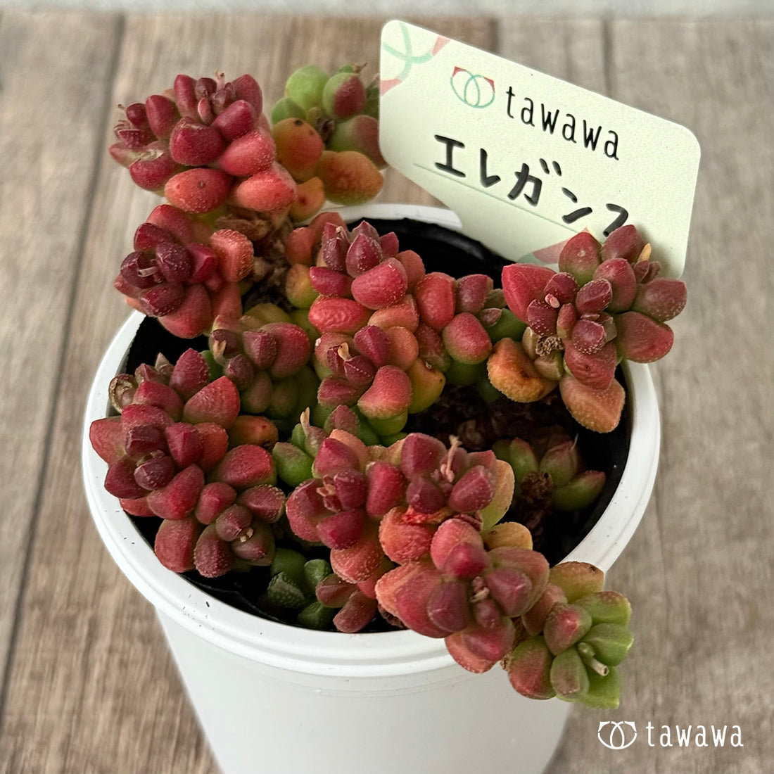 *新発売* エレガンス【tawawaハウス苗】