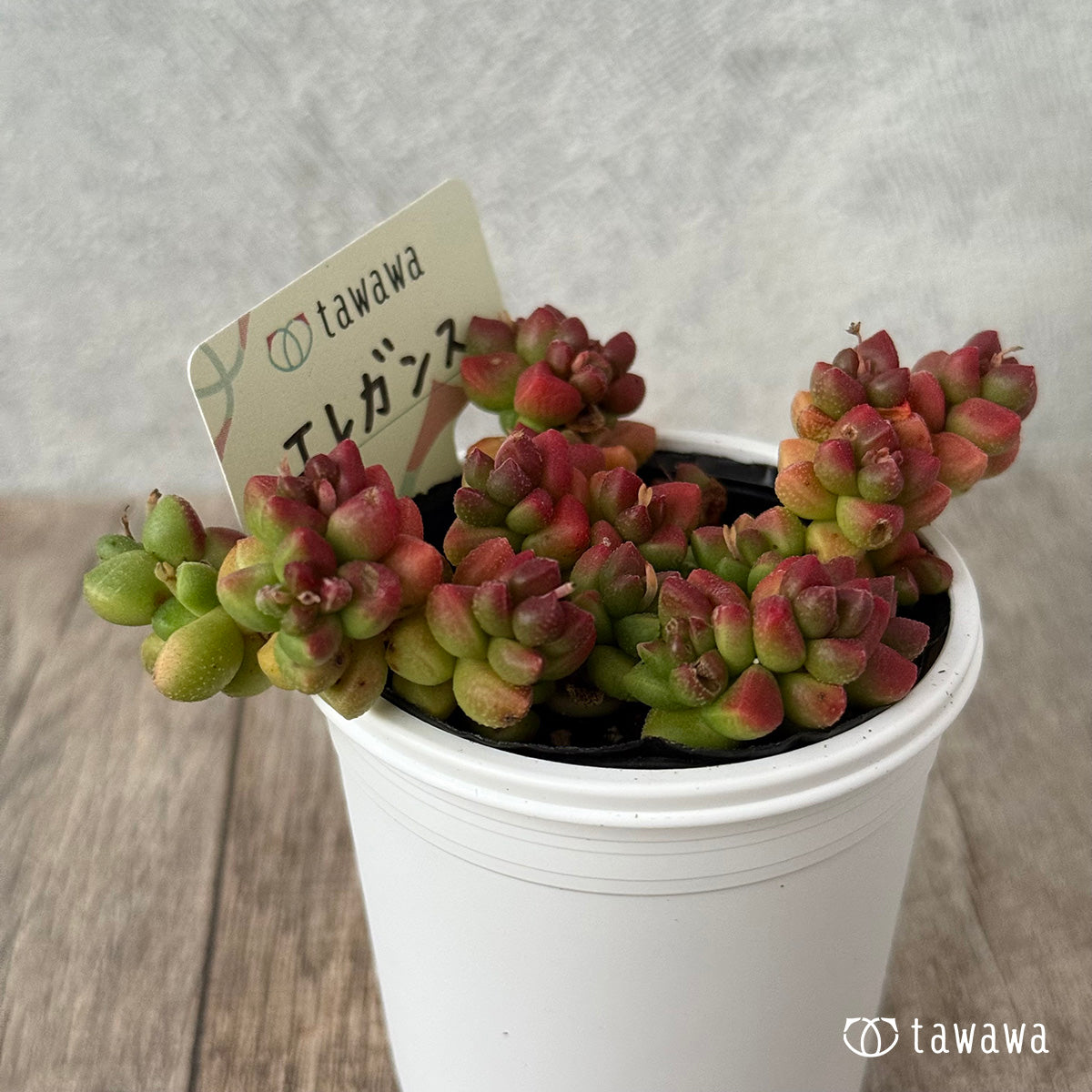 ＊新発売＊　エレガンス【tawawaハウス苗】