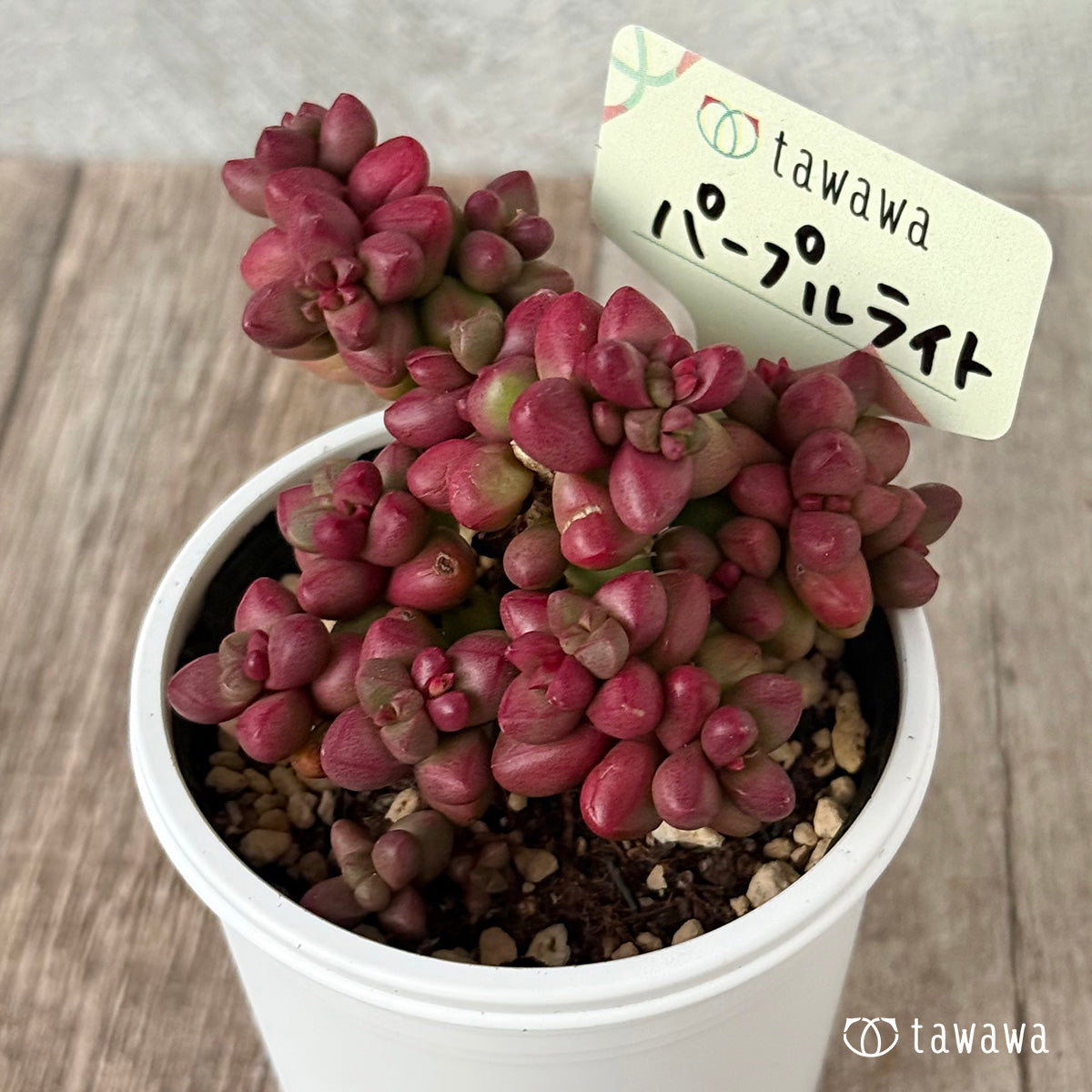 Mini Buddha Temple