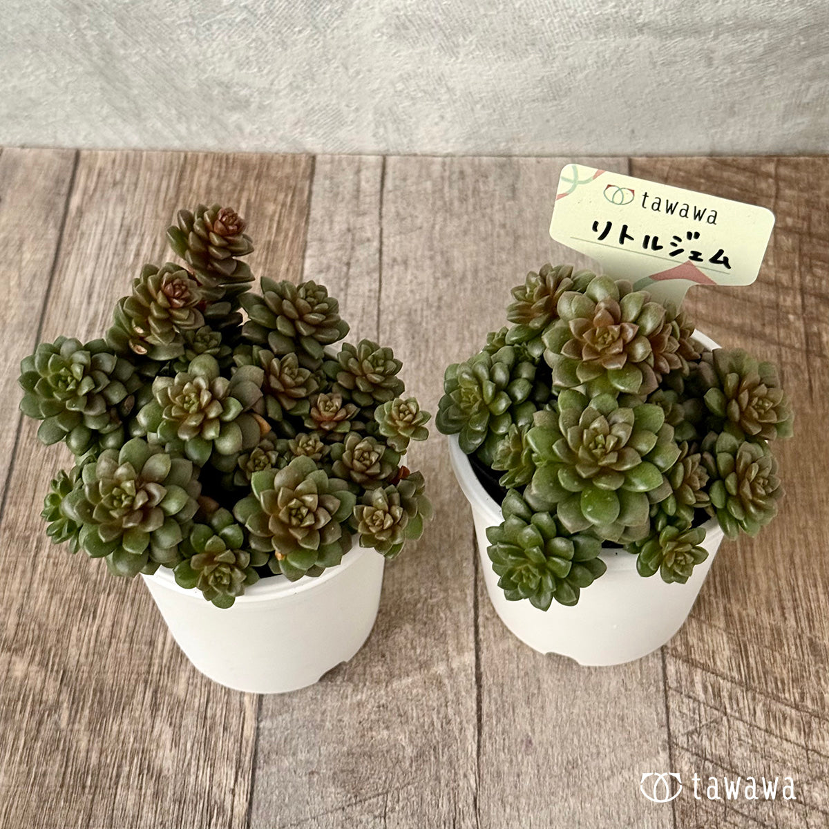 Little Gem [tawawa House Seedling]