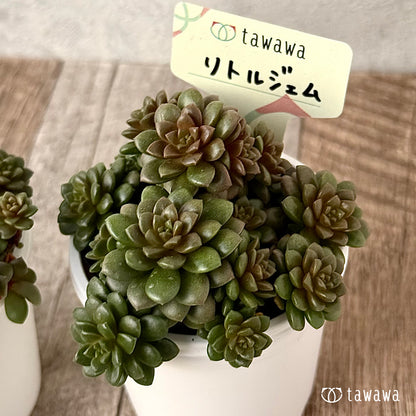 ＊新発売＊　リトルジェム【tawawaハウス苗】
