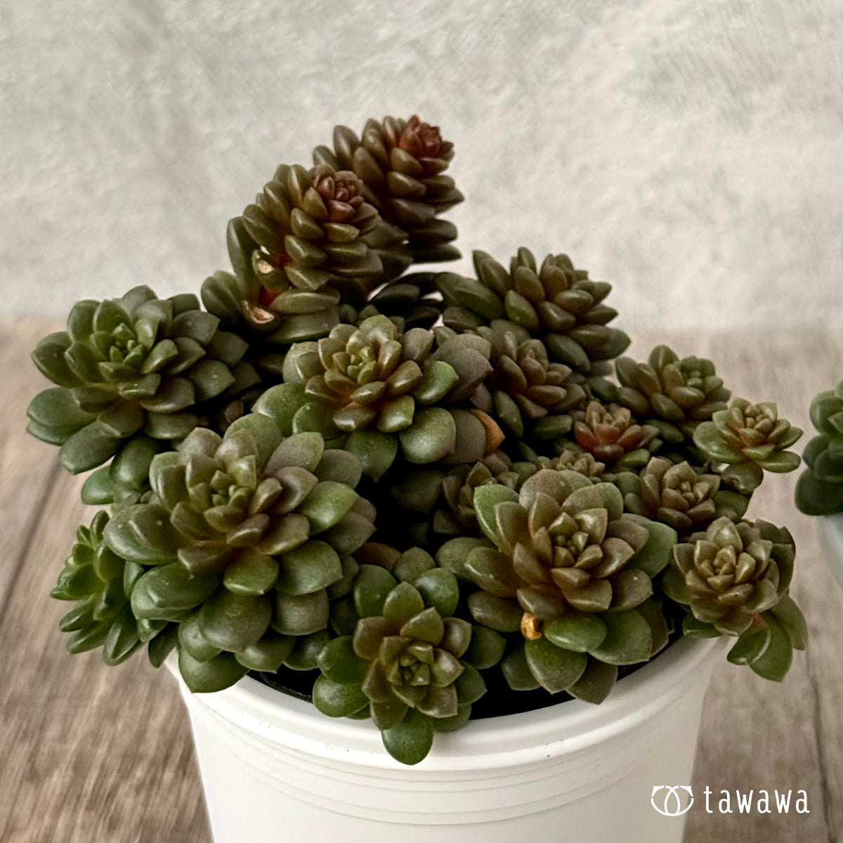 ＊新発売＊　リトルジェム【tawawaハウス苗】