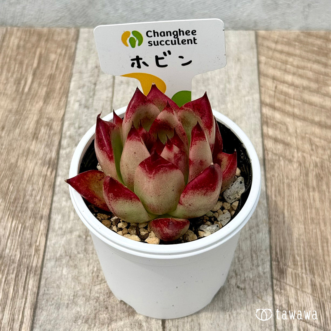 04. ＊新発売＊　ホビン　【tawawaハウス苗】