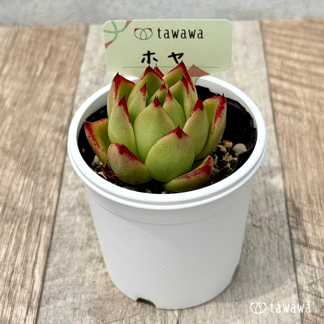07. ＊新発売＊　ホヤ【tawawaハウス苗】