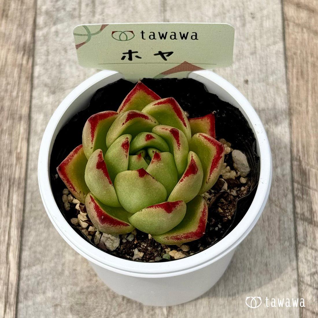 07. ＊新発売＊　ホヤ【tawawaハウス苗】