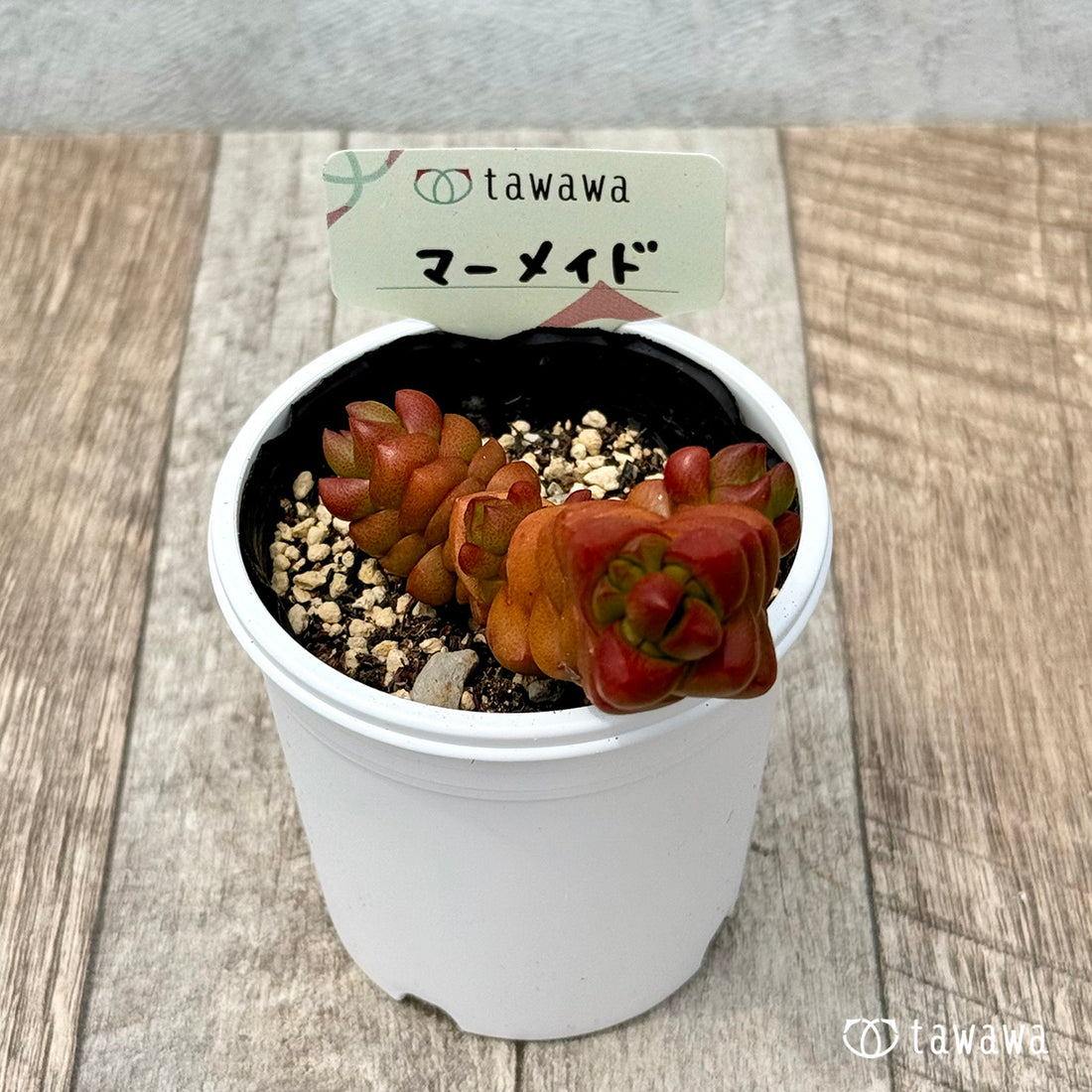 48. ＊新発売＊　マーメイド　【tawawaハウス苗】