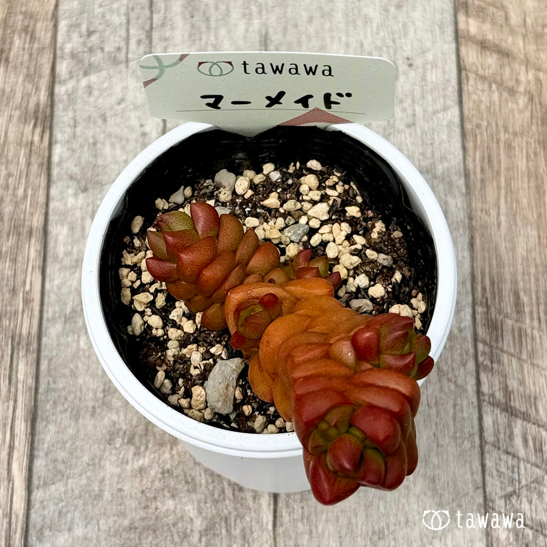 48. ＊新発売＊　マーメイド　【tawawaハウス苗】