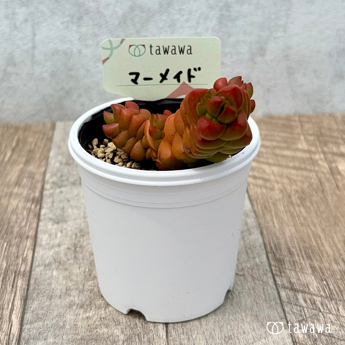 48. ＊新発売＊　マーメイド　【tawawaハウス苗】