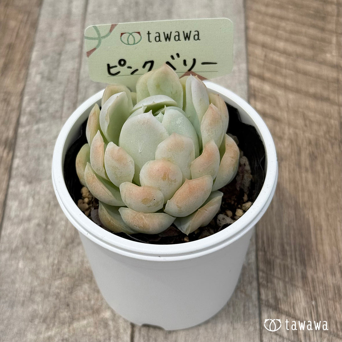 52. ＊新発売＊　ピンクベリー　【tawawaハウス苗】