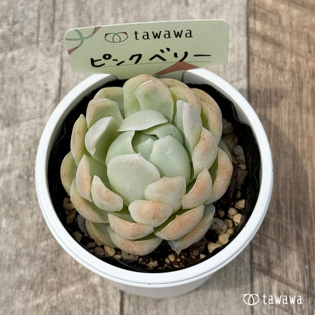 52. ＊新発売＊　ピンクベリー　【tawawaハウス苗】
