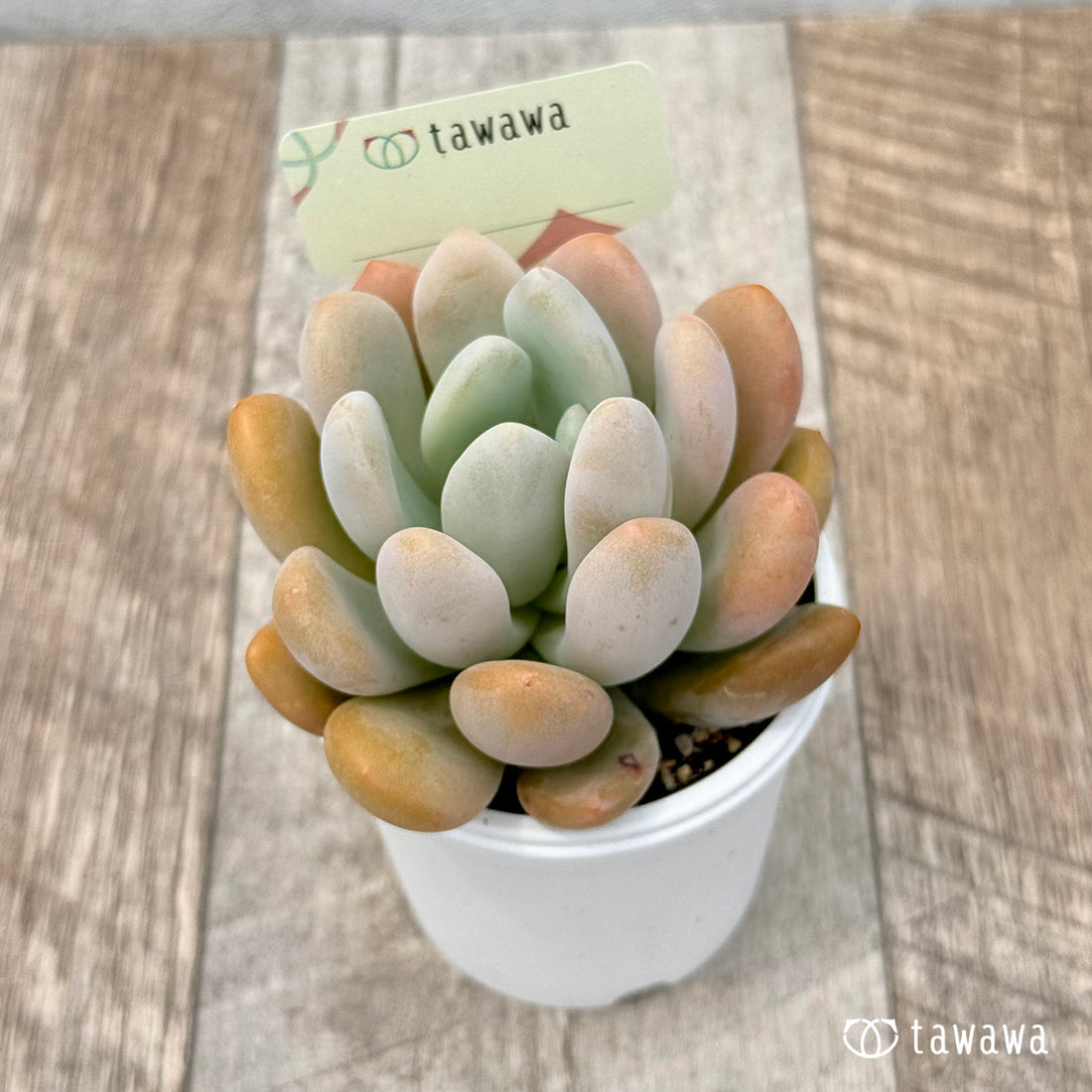 名前のない苗 15 【tawawaハウス苗】