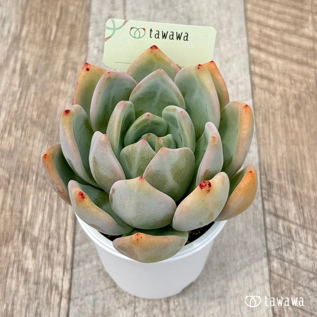 名前のない苗 16 【tawawaハウス苗】