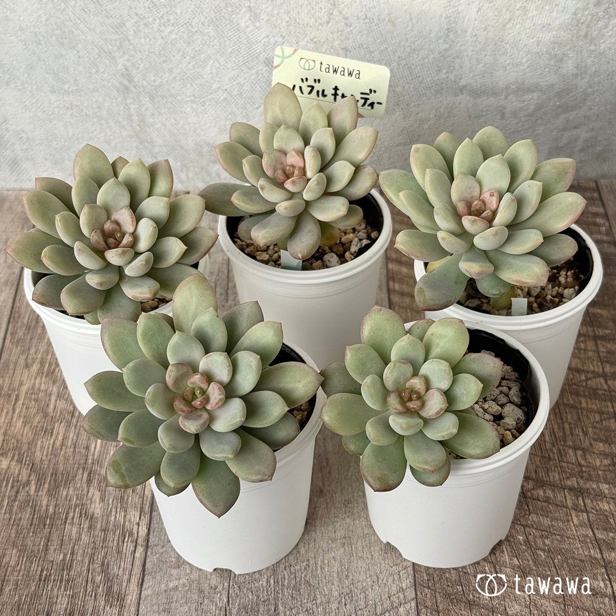 ＊新発売＊　バブルキャンディー【tawawaハウス苗】