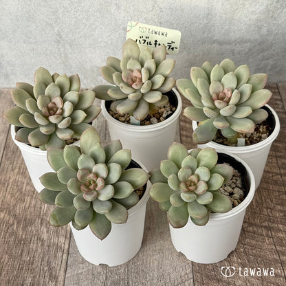 ＊新発売＊　バブルキャンディー【tawawaハウス苗】