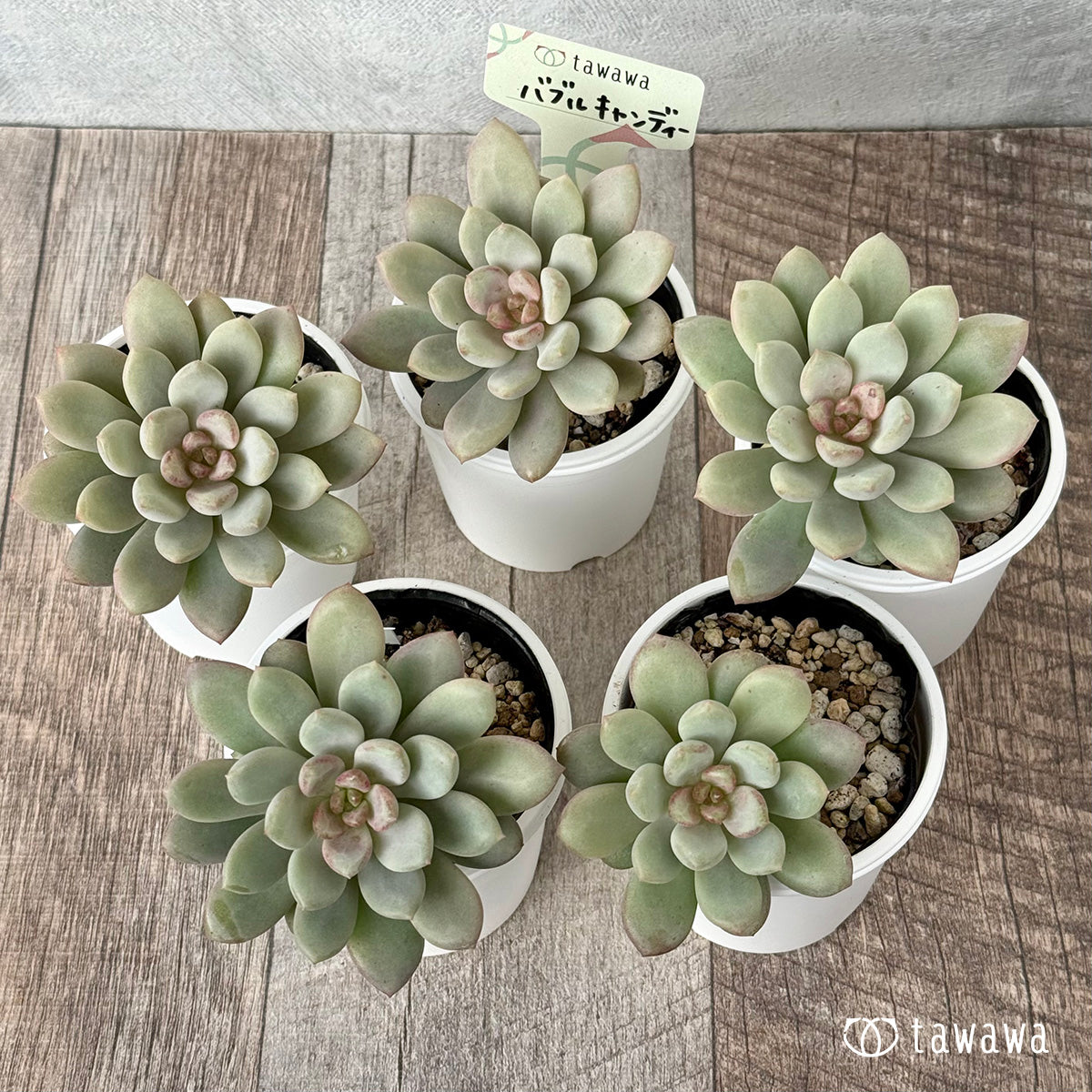 ＊新発売＊　バブルキャンディー【tawawaハウス苗】