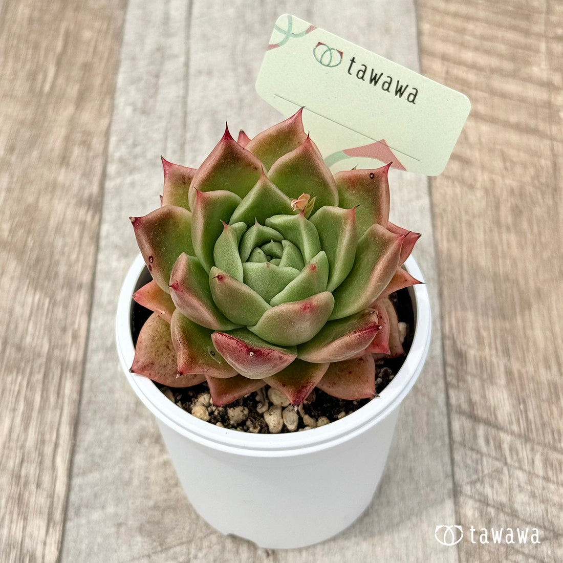 名前のない苗 17 【tawawaハウス苗】